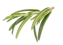 Botanical Leaf
