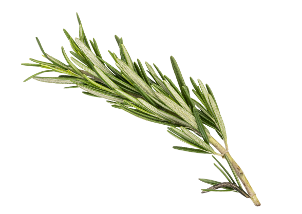 Botanical Leaf