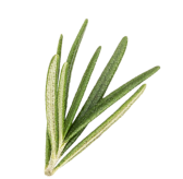 Botanical Leaf